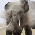 Ameerikas lömastas raevunud elevant talitaja