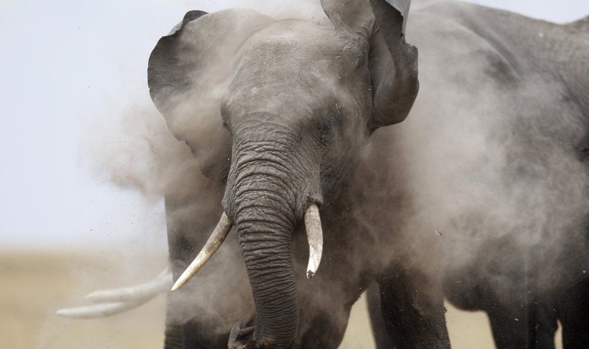 An elephant plays with dust after cooling in a pond during a census at the Amboseli National Park southeast of Kenya's capital Nairobi