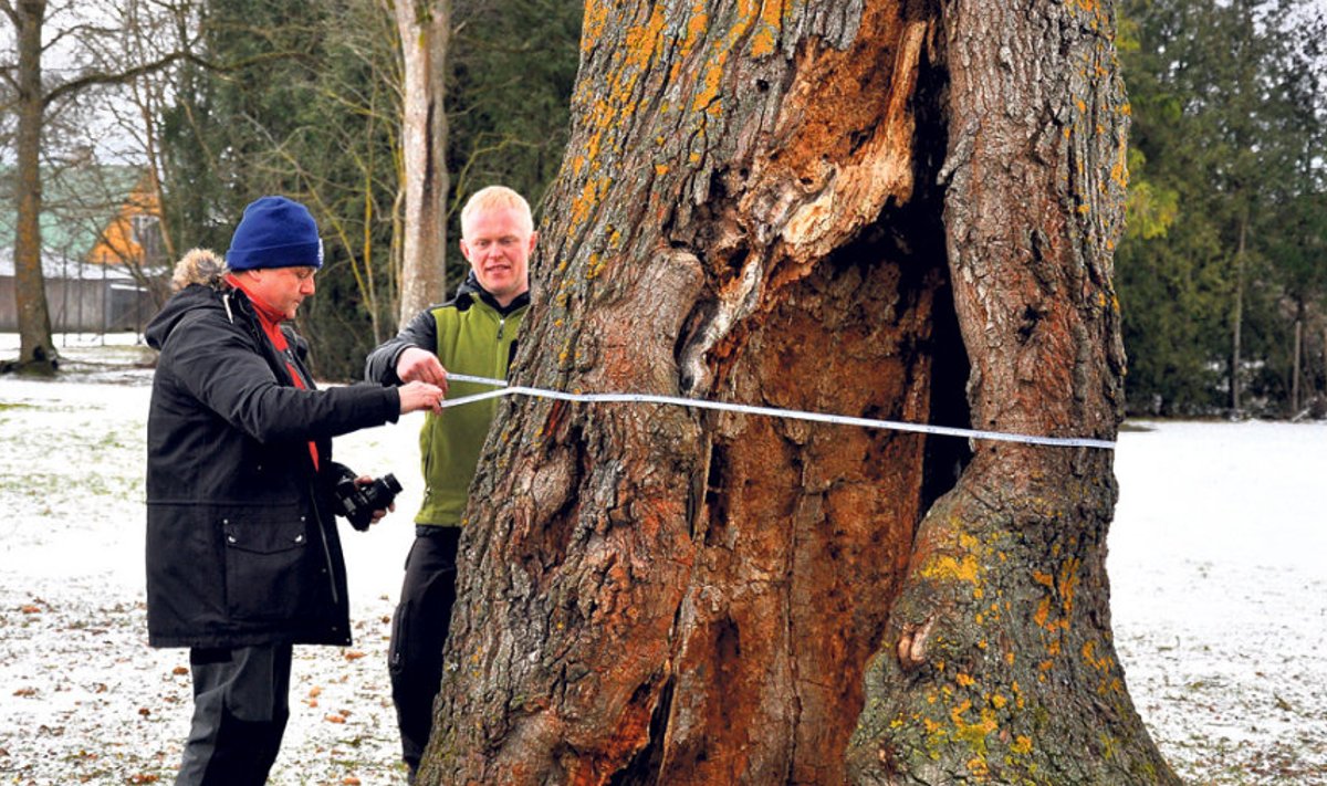 Euroopa aasta puu konkursi korraldaja Rob McBride (vasakul) ja MTÜ Arboristide Koda eestvedaja Heiki Hanso puud üle mõõtmas.