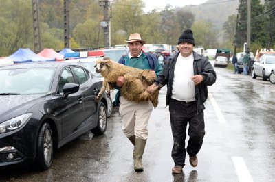 Kaks meest lambaga. Rumeenia, 2014