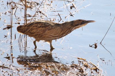 Eestlastelegi tuttav hüüp kuulub kliimamuutusest võitjate sekka