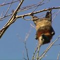 VIDEO: Austraalia väikelinna vallutas nahkhiirte hord