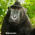 Kellele kuuluvad ahvi tehtud selfie õigused?