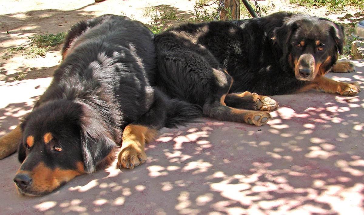 Tiibeti mastiff. Foto on illustratiivne.