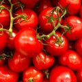Ученые развенчали миф о хранении помидоров