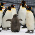 Kanadas Calgarys pööras ilm nii krõbekülmaks, et pingviinid toodi loomaaias õuest tuppa sooja