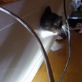 ФОТО | В Мустамяэ кот застрял головой в полке для телевизора