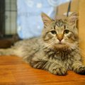 Kohutavatest tingimustest päästetud vahva nimega kassike Alar Kuris on koduotsingul