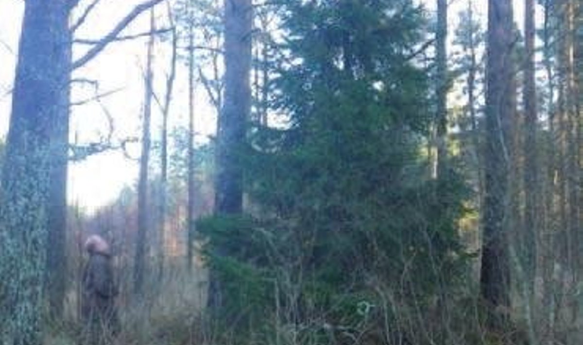 Kuusepuu metsas "kolimist" ootamas. Foto: Indrek Mäeküngas
