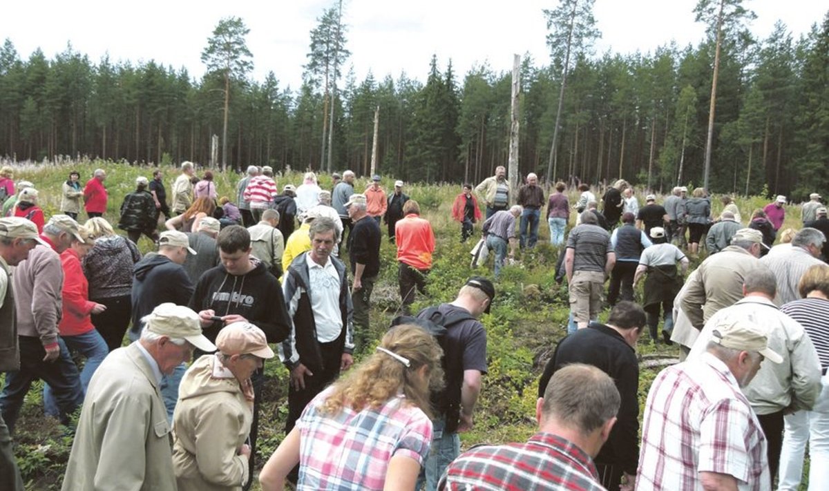 Eesti parimad talumetsamajandajad vaatavad, kuidas Enn Raide männikülv kasvama on hakanud.