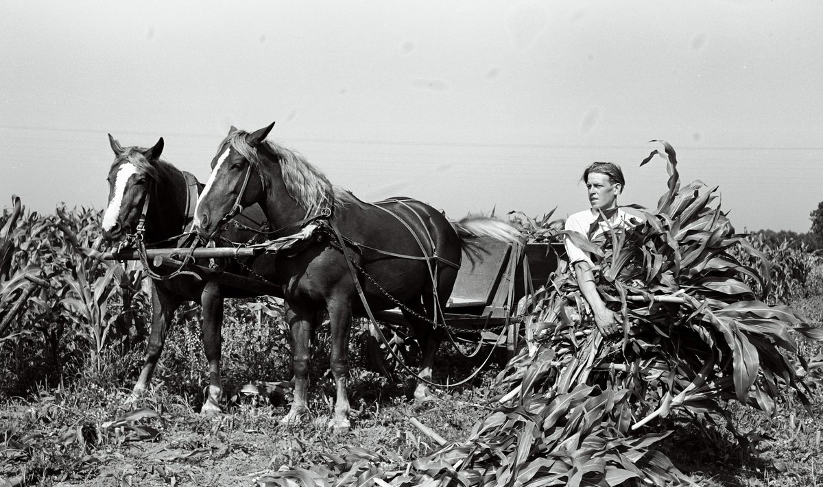 Tori hobusekasvanduse  parim põllutööline Jaan Laas loomasöödaks niidetud maisi põllult ära vedamas. Aasta on 1955.