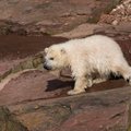 ВИДЕО: Белая медведица Норма, которая родилась в Таллиннском зоопарке, впервые стала мамой