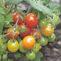 Eesti ja Rootsi kaubandusvõrgus on müügil ohtliku nakkusega tomatid