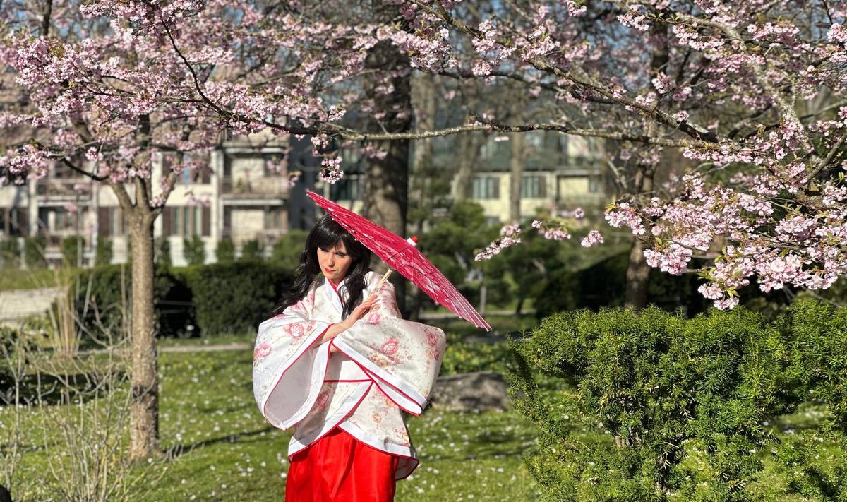 В японском саду расцвела сакура