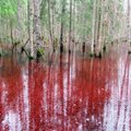 FOTOD | Soomaa rahvuspargi soojärved on värvunud erkpunaseks