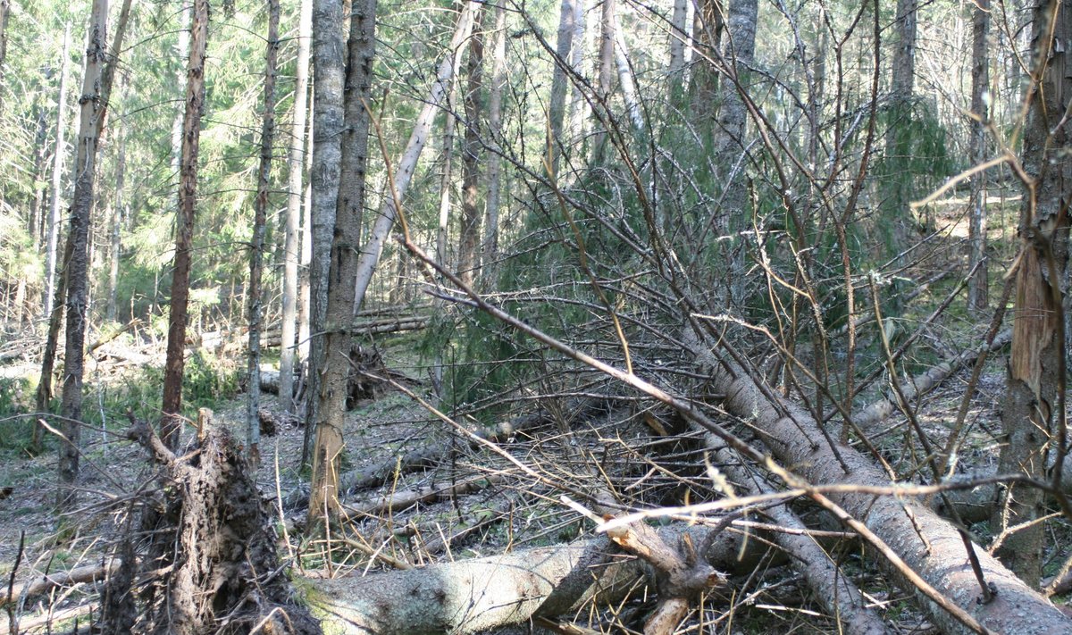 Üraskitõrje seisukohalt on oluline tormimurd võimalikult kiiresti metsast ära koristada.