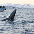 Põhja-Norras maiustavad vaalad heeringaparvedega isegi keset talve