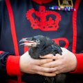 Англия спасена! У черных воронов Тауэра впервые за 30 лет появились птенцы