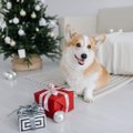 Щенок на Рождество? Как прекрасная мысль может превратиться в настоящий кошмар — объясняют заводчики собак из Эстонии