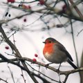 ÜRITUS | Ornitoloogiaühing kutsub linnuhuvilisi aknale talviseid aialinde jälgima