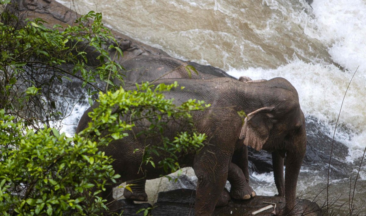 Lähedal asuval kaljuserval      on  märgatud veel kahte elevanti ja Tai võimud üritavad neid päästa.