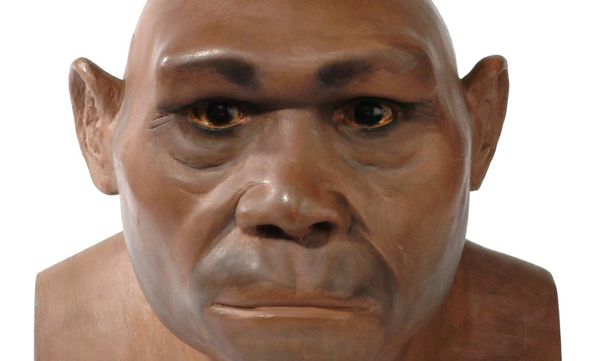 Selline võis välja näha üks tavaline Homo erectuse liiki kuuluv isend.