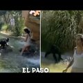 Loomaaias ahvipuuri hüpanud naine jäi tööst advokaadibüroos ilma