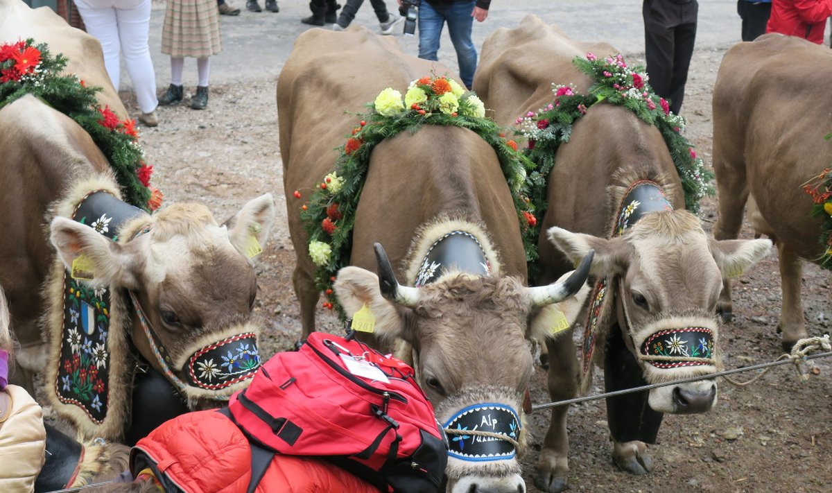 Osa Šveitsi farmereid on seisukohal, et lehmadele tuleks sarved alles jätta – kas või selleks, et oleks, kuhu vanikuid ja pärgi kinnitada, kui lehmad traditsiooni kohaselt pidulikult mägikarjamaadelt alla talvekortereisse tuuakse.