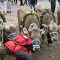 Šveitsi rahvahääletusel enamik lehma- ja kitsesarvede nudistamise vastu ei olnud