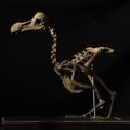 Dodo: väljasurnud linnu skeleti eest maksti oksjonil peaaegu 330 000 eurot