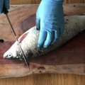 VIDEO | Kuidas kala puhastada ja äkist teha? Vaata, kuidas asjaarmastajast koduperenaine võtab kalarestoran Ku-Kuu peakoka Toomas Leeduga mõõtu!
