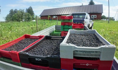 Tänavu said marjakasvatajad ilmastiku mõjude tõttu musta sõstart veidi vähem kui mullu.