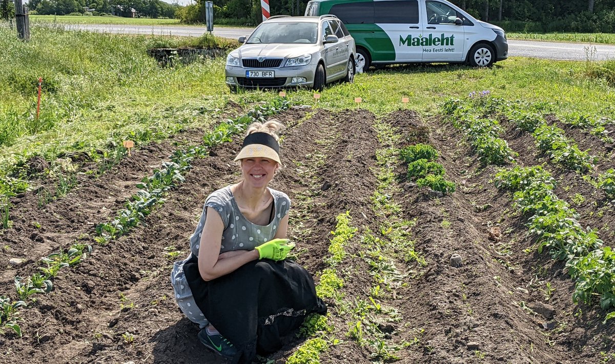 Mari Kukk harvendab meeleldi salatipeenart.