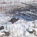 VIDEO | Lätis kalpsas lumisel põllul ringi känguru, kelle külamehed võrguga kinni püüdsid