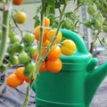 OMA KOGEMUS | Kuidas kasvuhoones tomatitaimi kasta või kasvatada hoopis kastmata