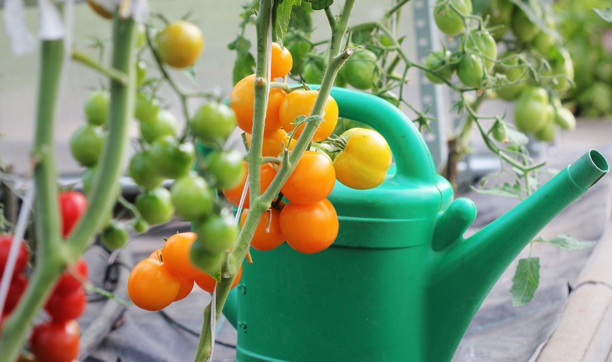 Tomateid saab kasvatada nii kastmisega kui ka kastmata.