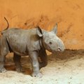 ФОТО: Впервые в истории: в Таллиннском зоопарке родился детеныш носорога