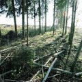 KIIRÜLEVAADE | Palju kära Eesti metsade ümber: kas me raiume liiga agaralt?