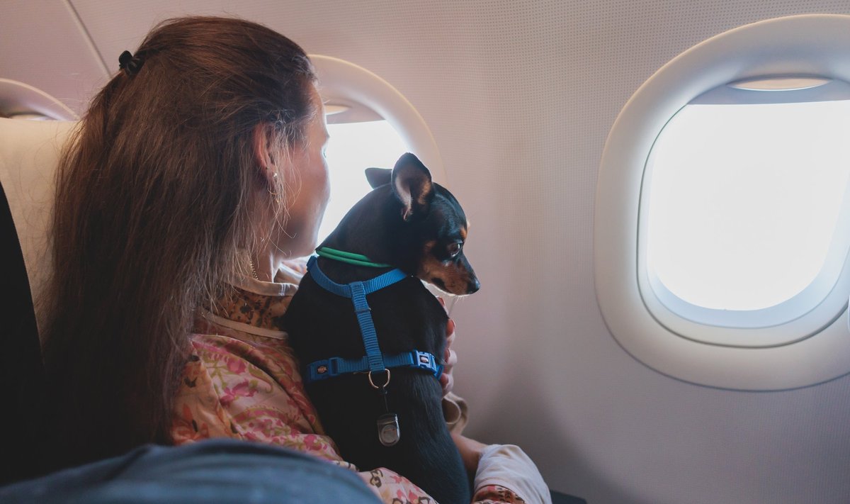Lemmikloomaga reisides tuleb silmas pidada erinevaid nõuandeid, et reis kulgeks rahulikult.