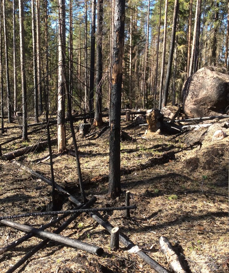 Metsa taastamine: põletamine. 