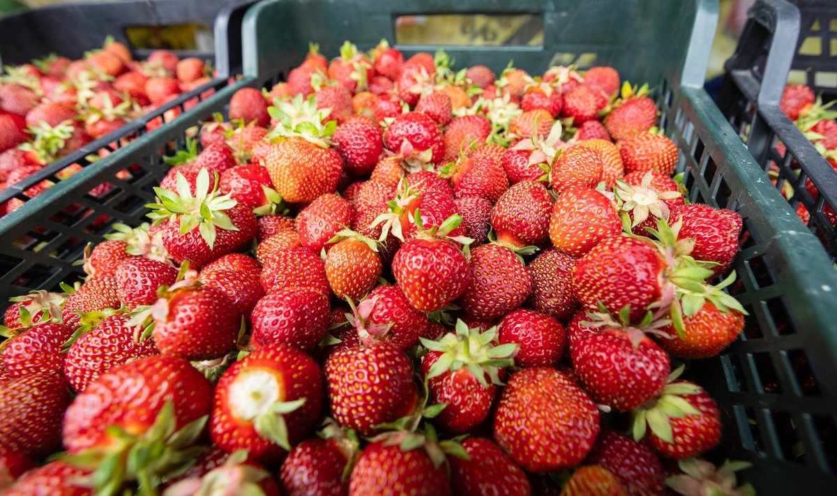 Värsked Eesti maasikad.