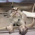 Naerutav GALERII: 21 kiisut, kes tõestavad, et kassid on maailma kõige dramaatilisemad olevused
