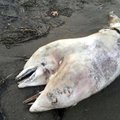 Türklasi üllatas kaldale uhutud kahepealine delfiin