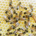 Riho Terras: kuulid, mitte mesilased - peame tegelema esmajärjekorras kõige olulisemaga, sest Euroopas käib sõda