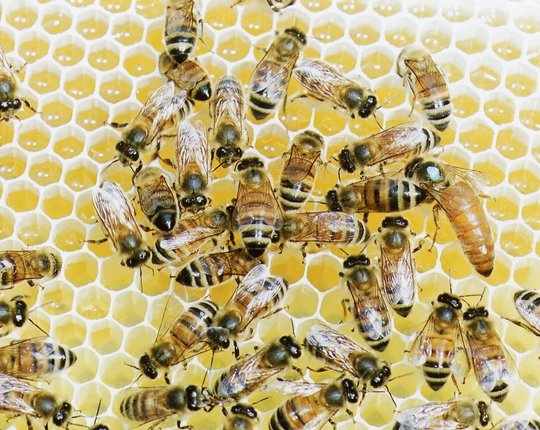 Riho Terras: kuulid, mitte mesilased - peame tegelema esmajärjekorras kõige olulisemaga, sest Euroopas käib sõda