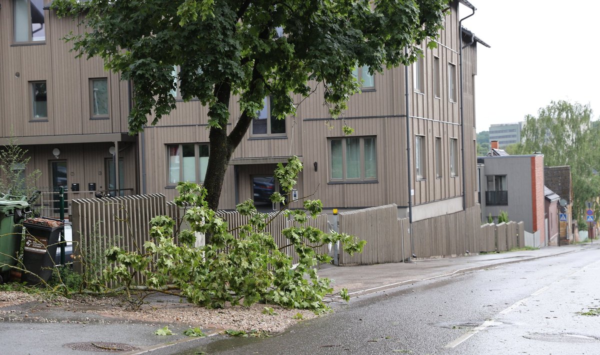 Tormi tõttu murdunud oks Tartus.