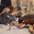 VIDEO | Rott, madu ja prussakad avavad Kiek in de Kökis oma esinduse