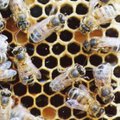 Tuhanded mesilased hukkusid Muugal sipelgamürgi väärkasutamise tõttu