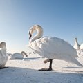 Люди забили тревогу: лебеди вмерзли в лед?