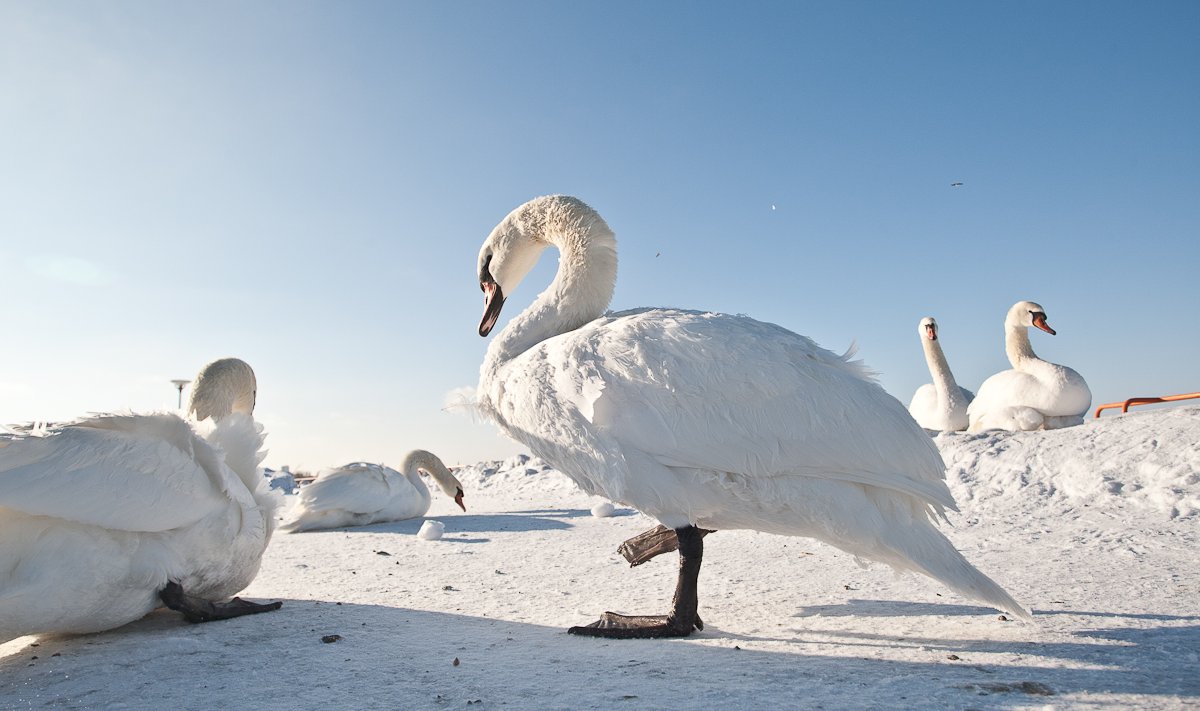 Лебеди на снегу (фото иллюстративное).